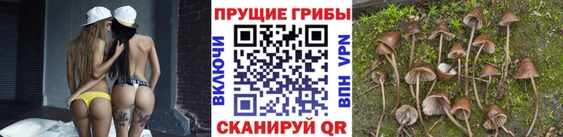 Галлюциногенные грибы Cubensis Новоузенск